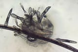 demodex-by-osl-online