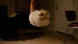 cat-power