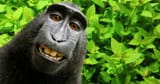 101939893-Monkey-selfie.1910x1000