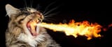 fire-breathing-cat-portrait-norwegian-forest-black-back-66355695-1313028211