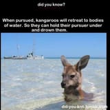 aquakangaroo