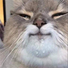 catisfied