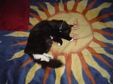 solar pussy