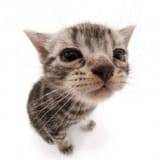 hai
