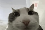 Thread 40557650 OP Image