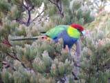 Red-capped_Parrot_-_James_Mustafa