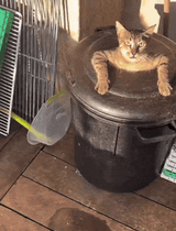 output (throw me in the trash)