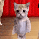 dancenow