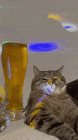 cat-beer (1)