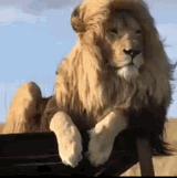lion-majestic