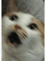 blur-cat