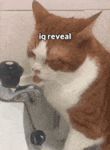 cat-meme (1)