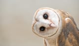 Owls-and-humans-utilize-the-same-visual-processing-strategy