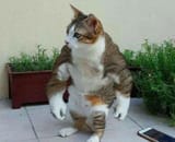 output ( catbody)