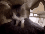 wall cat