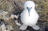 birb