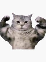 output (catbody)