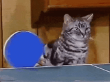 output (cat-pong)