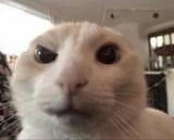 output (stare)