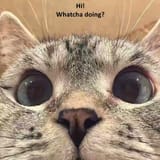 giphy (4)