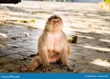 very-expressive-mother-capuchin-monkey-looking-up-street-ecuador-very-expressive-humanlike-mother-capuchin-260993593-3869630897