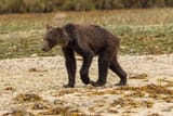 starving_animal_1570706984_725x725-3178381724
