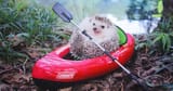 42af6c2c84ac9264bd3f12ecb6fc72a192-07-adorable-hedgehog.rsocial.w1200