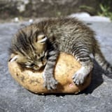 output (cat potato)