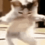 catshakira-cat