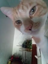 images - 204