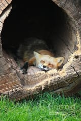 fox-fandoms-animals-1692031