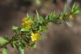 Sinicuichi-Heimia-salicifolia.jpg