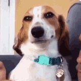 dog-doggo