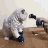 cat-boxing