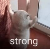 output (strong-cat-dangerousmeow)