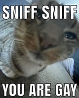 sniff-sniff-are-gay