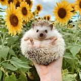 210203_gma_digital_hedgehog101_hpMain_1x1_992