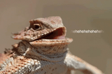 reptile-lol