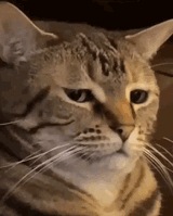 seriously-seriously-cat