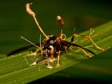 Cordyceps