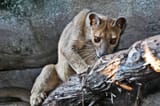 fossa-madagascar