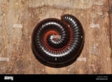coil-of-millipedes-CRP0G5
