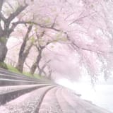 sakuraaaa
