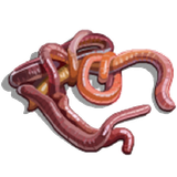 canOFworms
