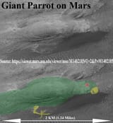Giant Martian Parrot M1402185