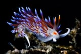 02TB-SEASLUG-superJumbo