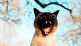 cat-bites-ng