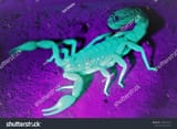 stock-photo-scary-creepy-glowing-scorpion-closeup-1383287012