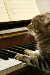 catpiano