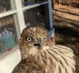 hawk